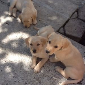 Meet your Posher, Ava